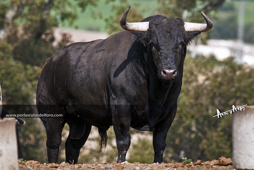 El Torero